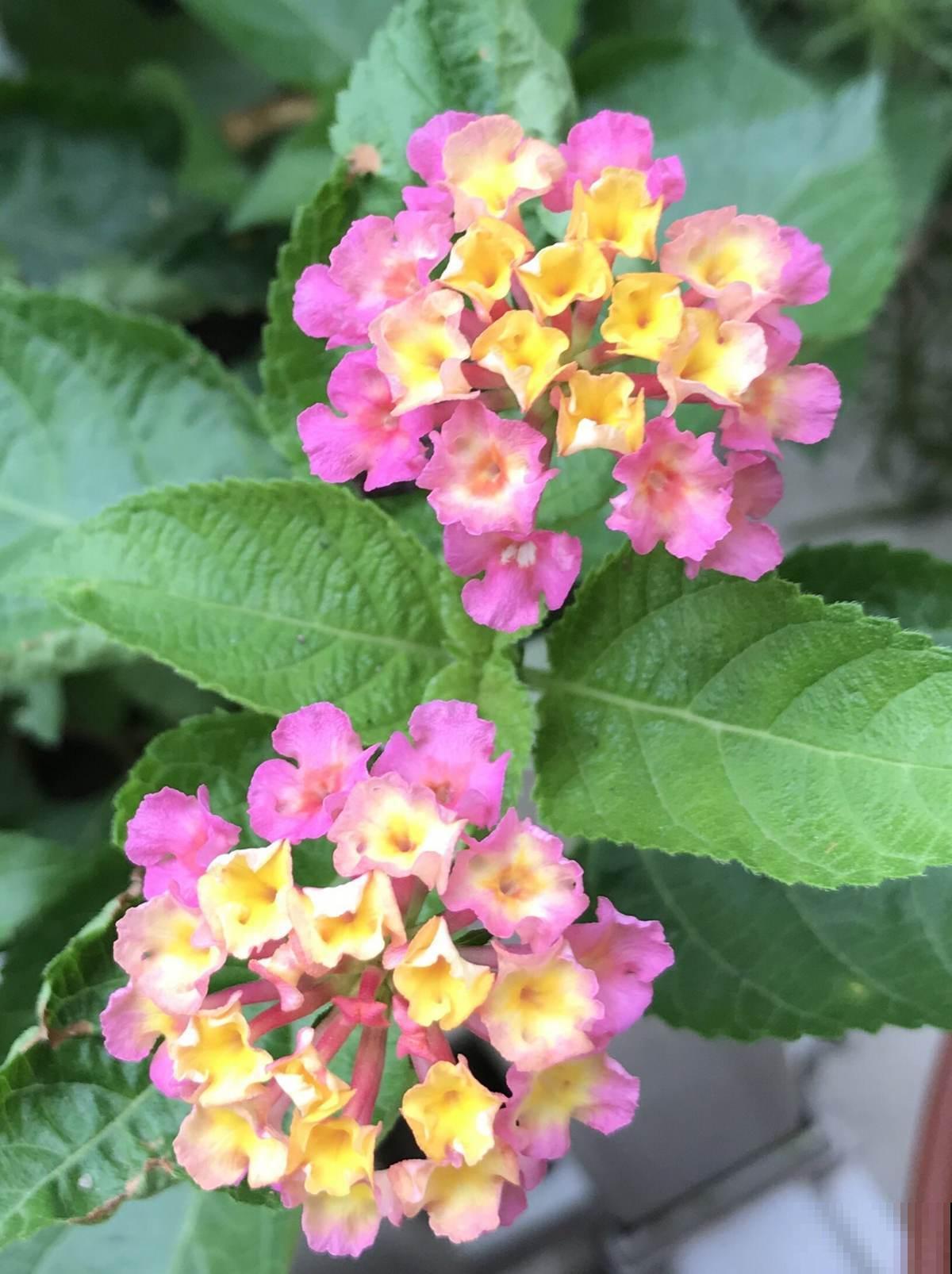 4种香臭香臭的花,长得怪好看,臭到让人捂鼻子! 4种香臭香臭的花,长得怪好看,臭到让人捂鼻子!