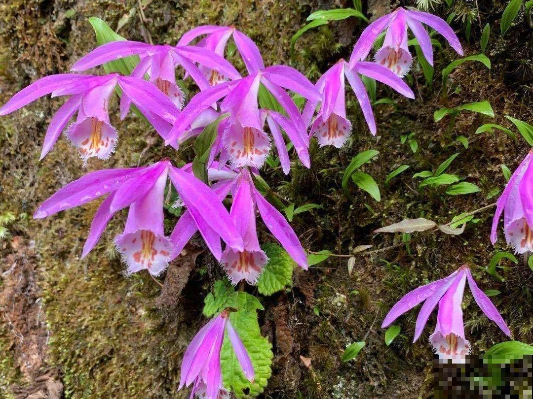 山上的雪莲,说摘就摘? 山上的雪莲,说摘就摘?