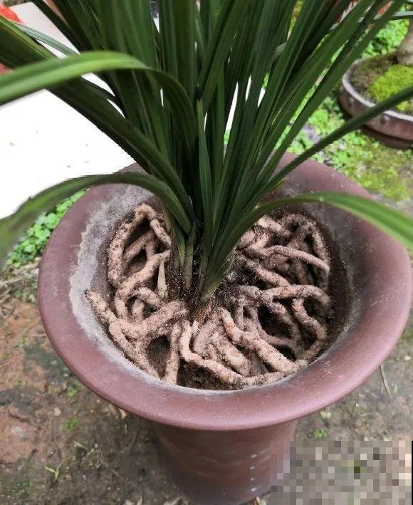 养花不一定要用大花盆，8种花要换小盆，挤着养才能长好