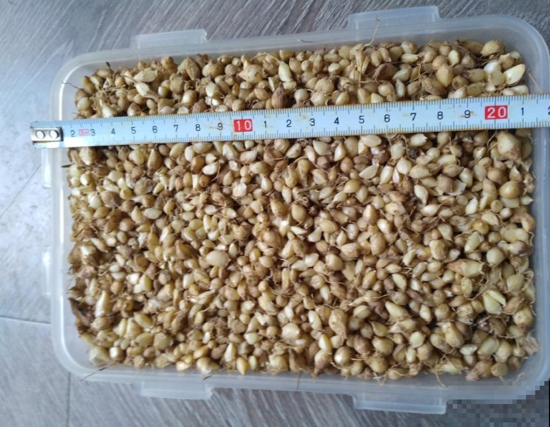 种花赚钱？要是有块地，真的发财了！