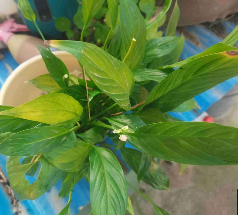 白鹤芋,净化能力特好,种在卧室轻松好梦! 白鹤芋,净化能力特好,种在卧室轻松好梦!