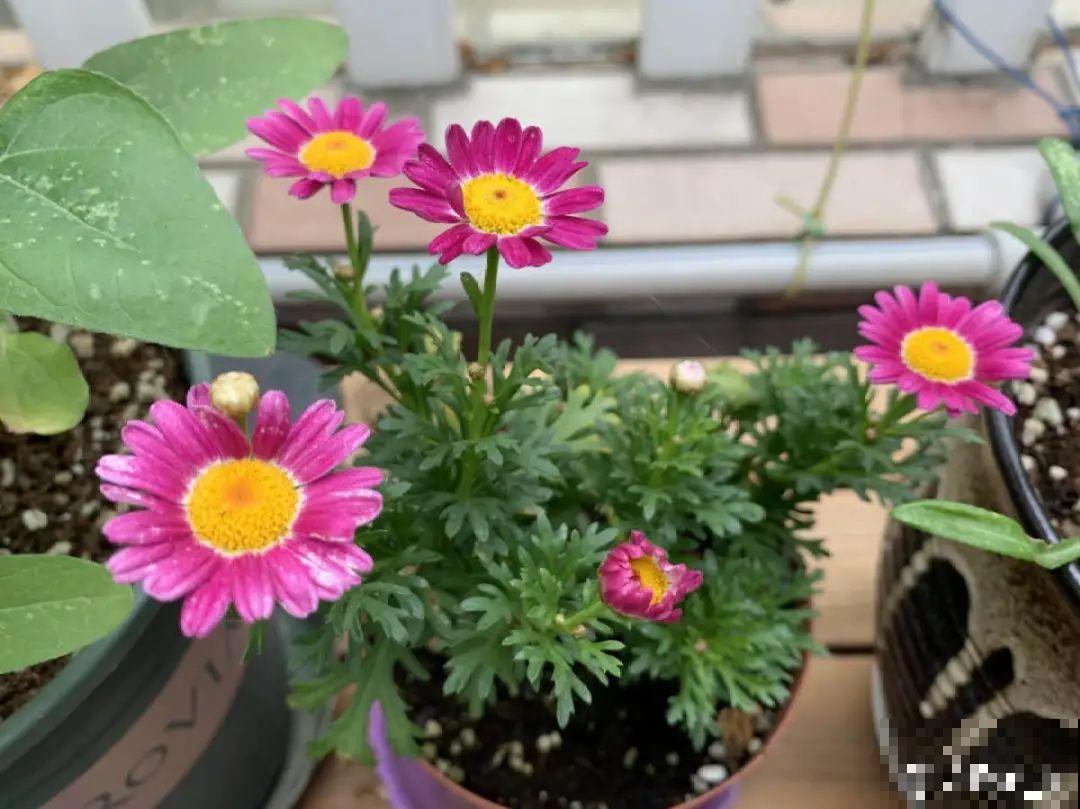 6种花,现在长的快,多浇水、勤施肥! 6种花,现在长的快,多浇水、勤施肥!