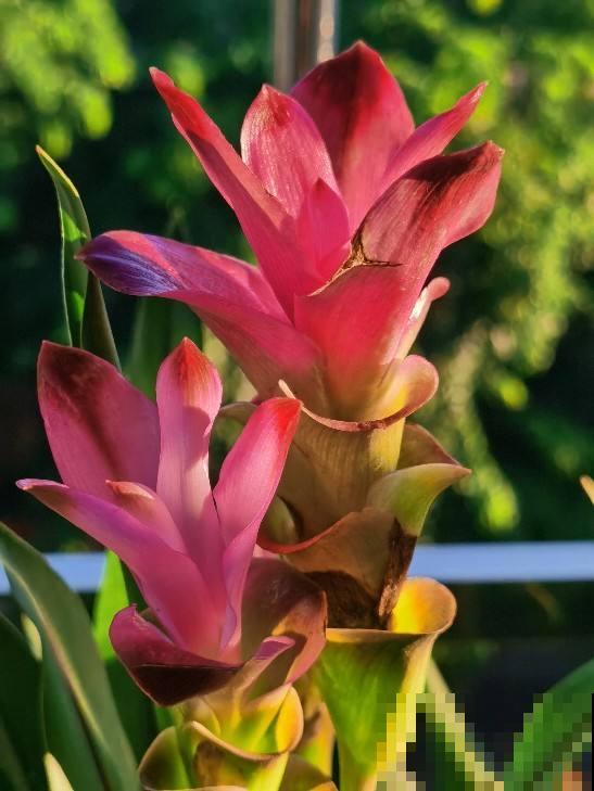 家里的过期药片别丢掉,碾成粉兑水一浇,杀菌效果超好 家里的过期药片别丢掉,碾成粉兑水一浇,杀菌效果超好