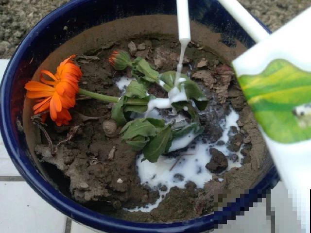 4种养花夺命水，秋天不要浇，一浇花就死！