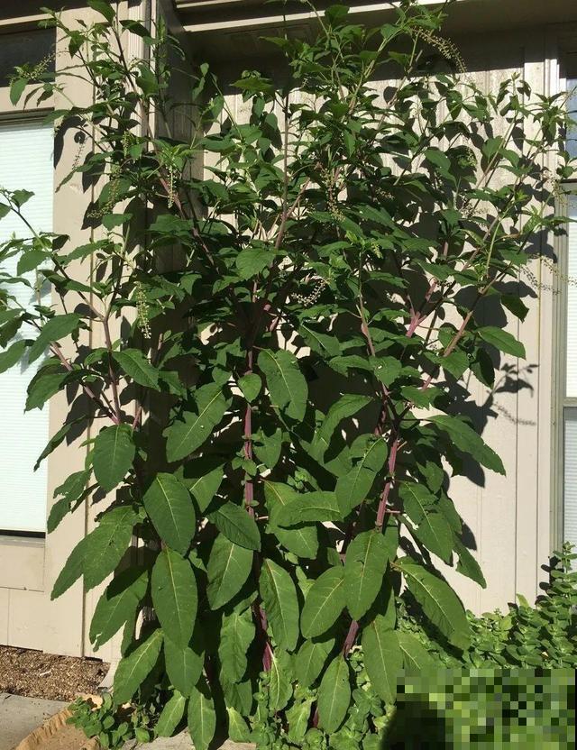 38种入侵植物,全村出来挖,挖完又长一大片 38种入侵植物,全村出来挖,挖完又长一大片