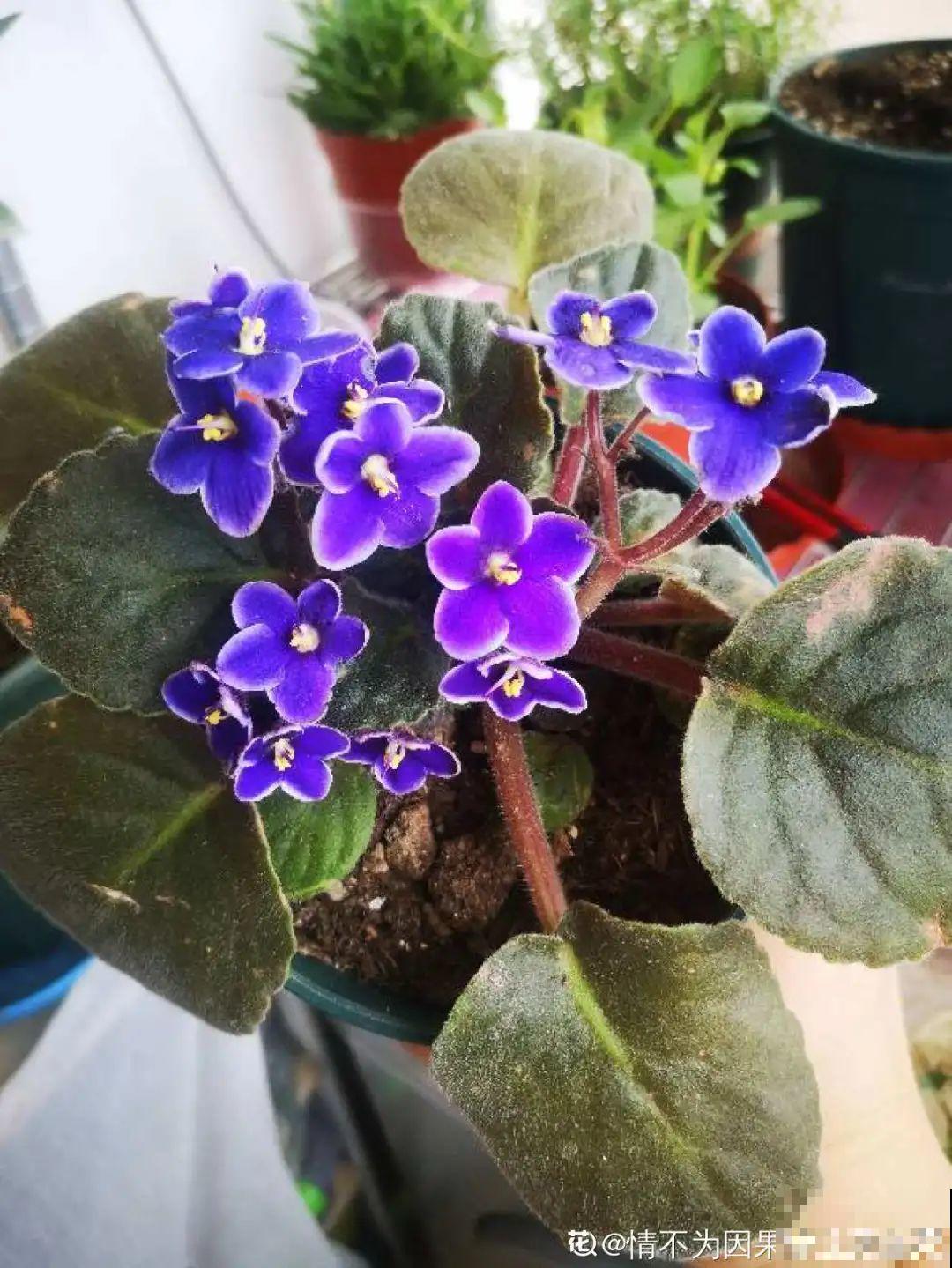 6种花开花就像假的,花期还特长,凑近一看才能辨别 6种花开花就像假的,花期还特长,凑近一看才能辨别