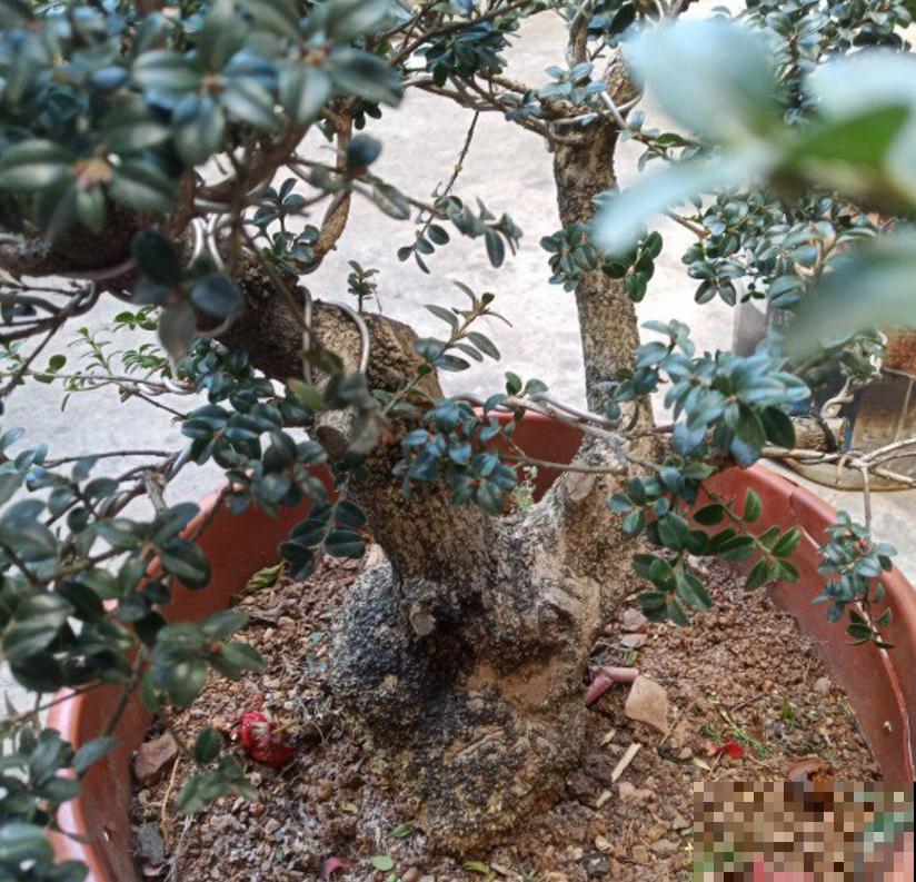 植物界的4种“老寿星”,抱回家一盆,养能养几十年! 植物界的4种“老寿星”,抱回家一盆,养能养几十年!