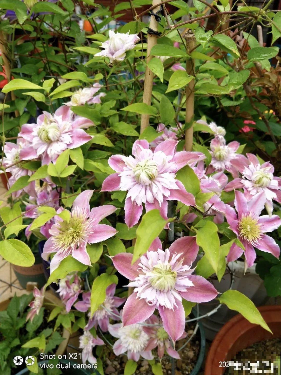 大家都爱养的花，其实只能秋天种，错过季节养不活！