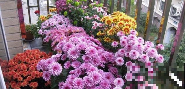 荷兰菊特好养，扔下种子就能长，轻松爆盆！