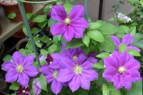 秋天的院子,养点喜欢的花,乐得自在 秋天的院子,养点喜欢的花,乐得自在