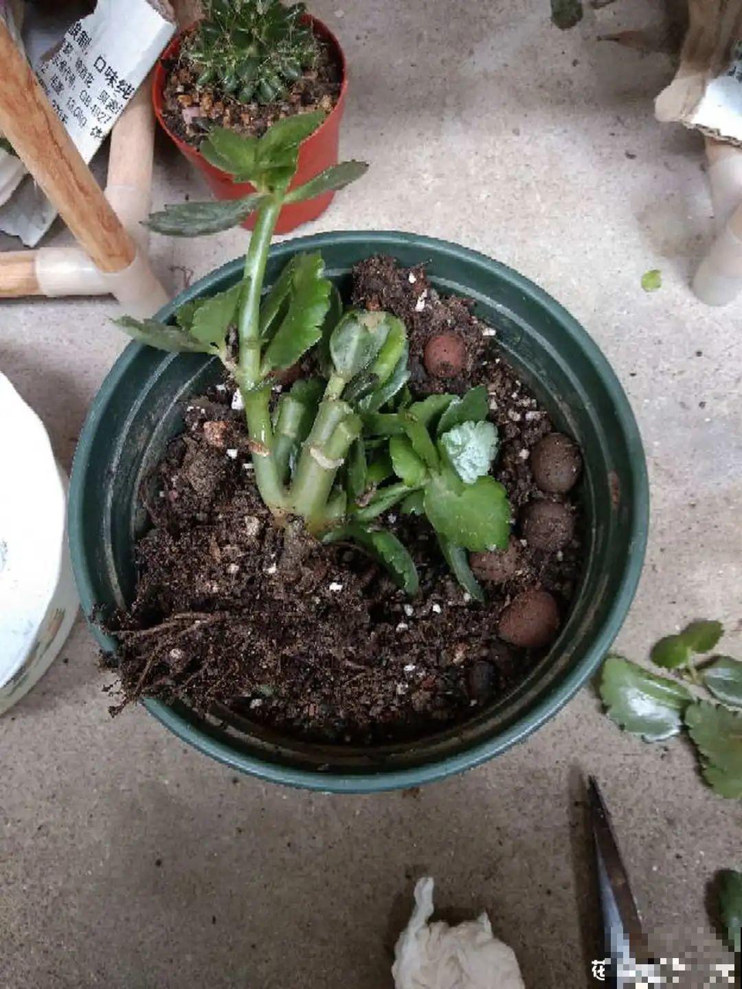 换盆的旧土别丢了,掺点料,肥得冒油! 换盆的旧土别丢了,掺点料,肥得冒油!