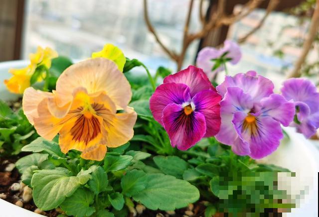 5种花不怕冷，现在种一盆，秋冬春三季有花看！