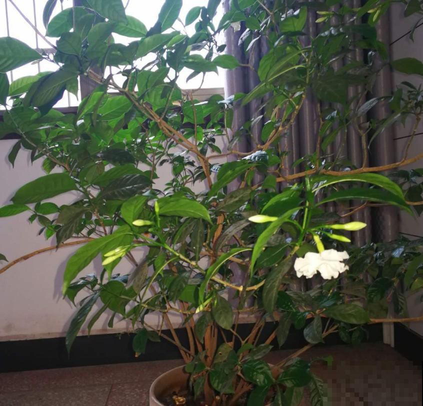 名字怪异的狗牙花,花开雪白,花花表示心疼! 名字怪异的狗牙花,花开雪白,花花表示心疼!