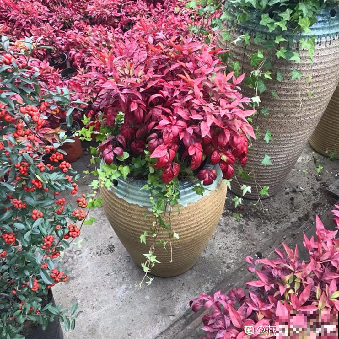 大家都爱养的花，其实只能秋天种，错过季节养不活！