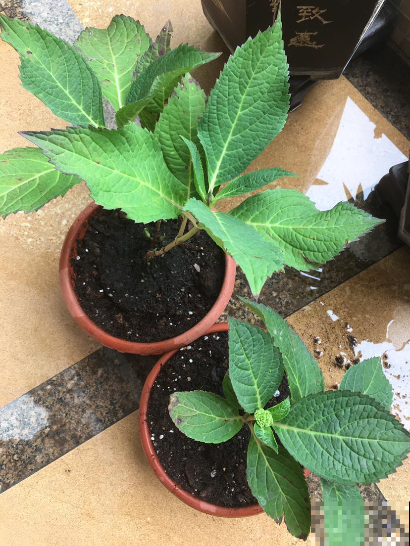 土硬得像个铁块，浇点有机肥水，透软透气