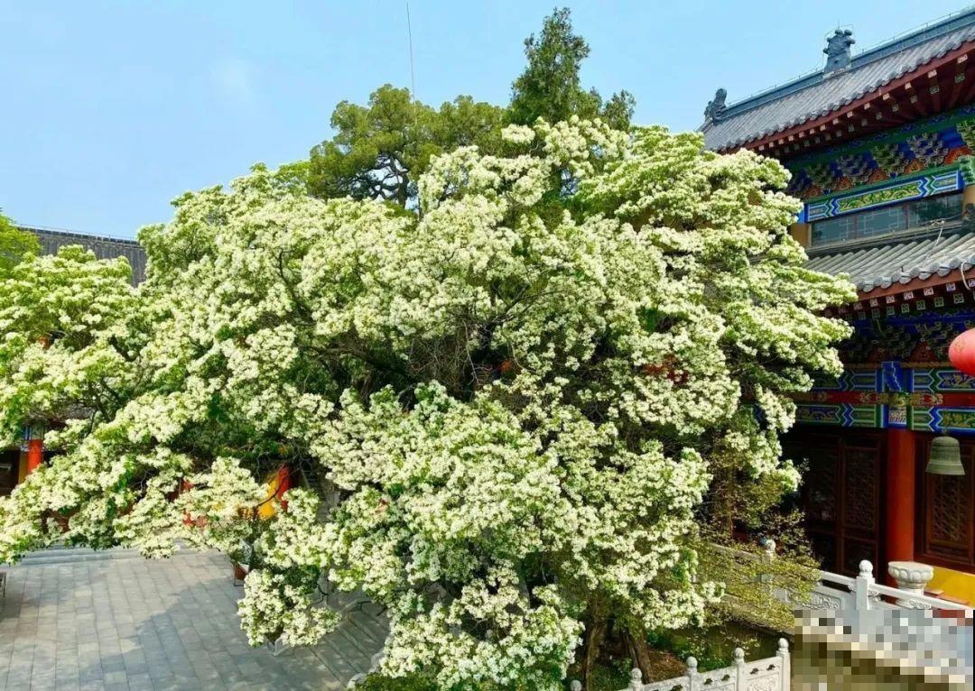 407岁古树，熊孩子玩火烧坏，只剩树皮还能活？