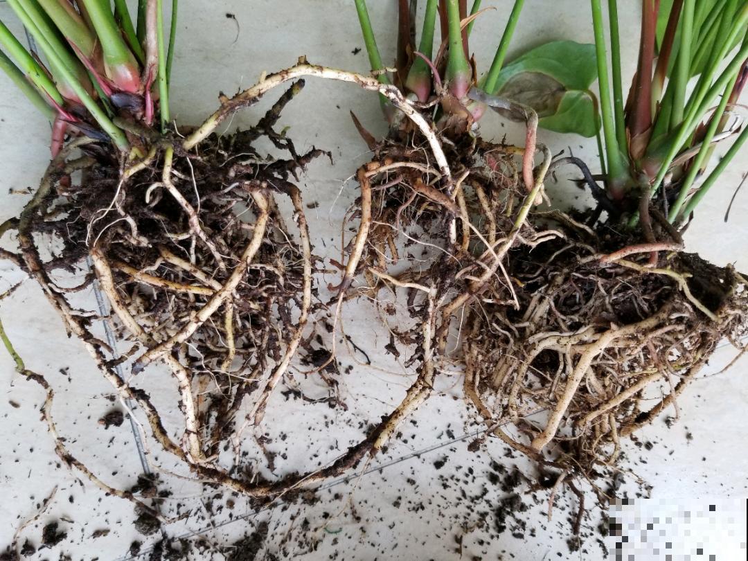 花堆成山,捡到手软,大麻袋都装不下了! 花堆成山,捡到手软,大麻袋都装不下了!