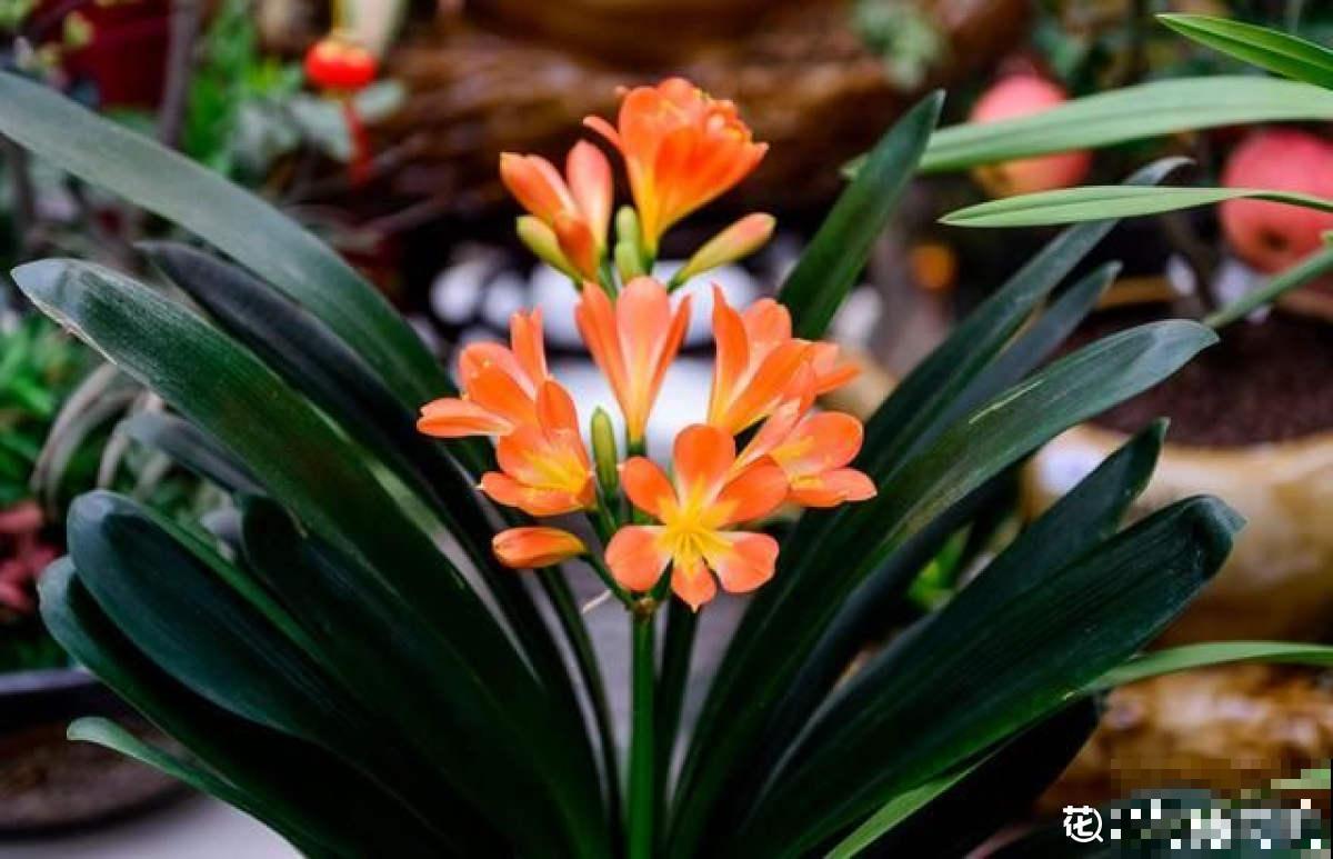 有些花名字叫兰，其实跟兰花没一毛钱关系，别搞错了！