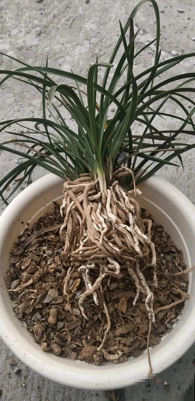 养根的3个小方法,照着一步步做,根能撑爆盆! 养根的3个小方法,照着一步步做,根能撑爆盆!