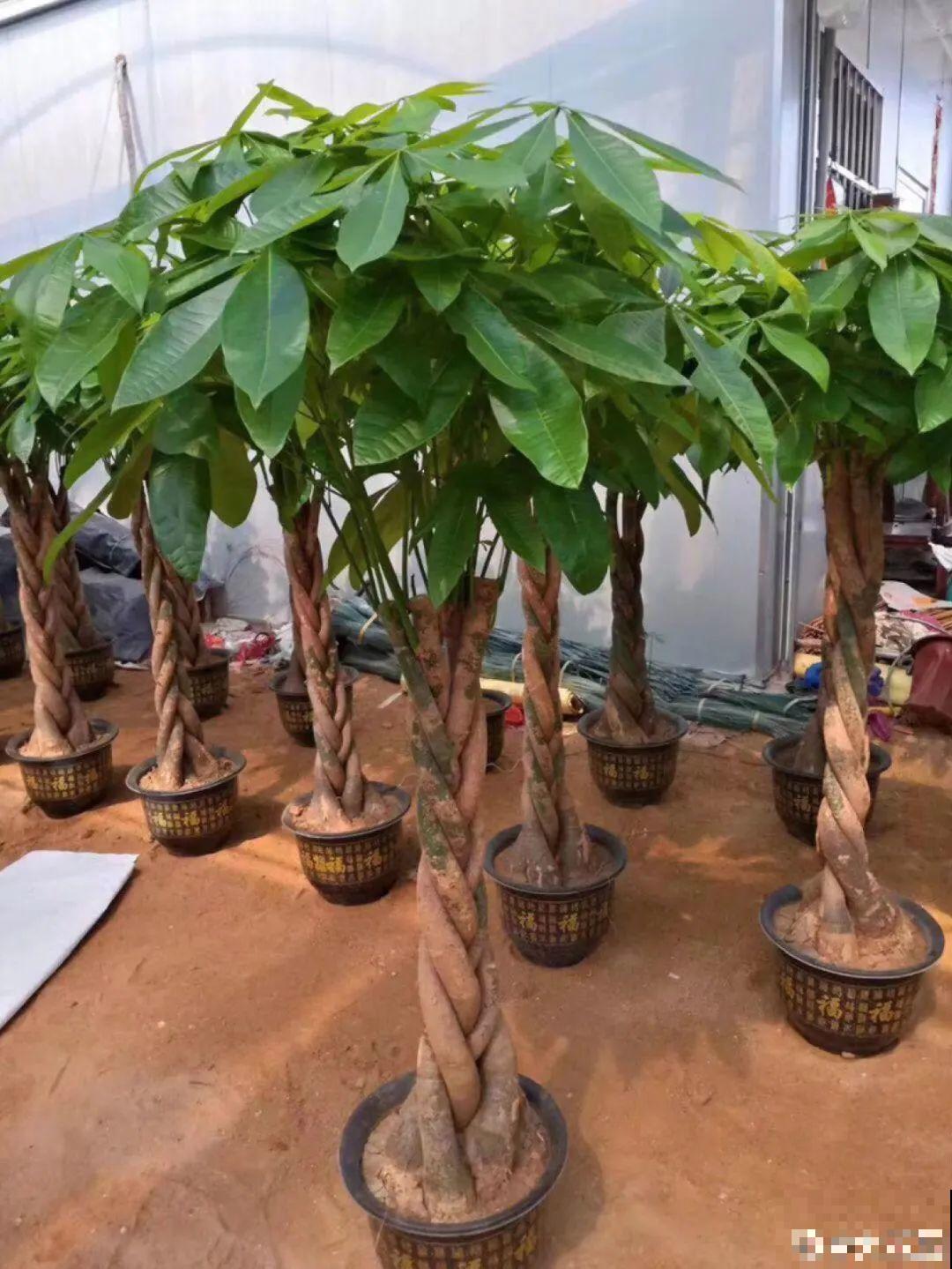 种花赚钱？要是有块地，真的发财了！