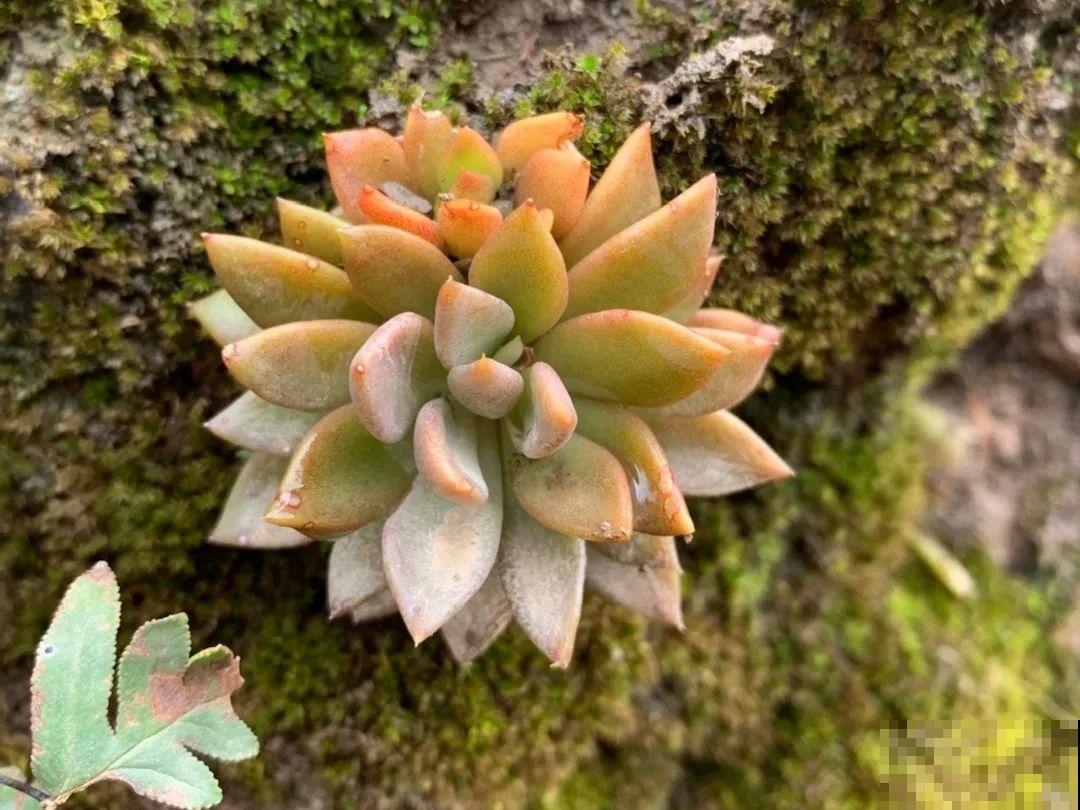 别花钱买了,这花野生一大堆,挖还是不挖? 别花钱买了,这花野生一大堆,挖还是不挖?