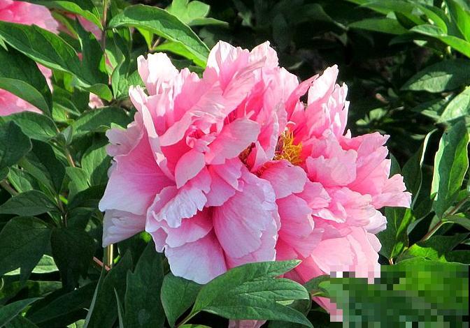 一句诗一种花,根据诗句猜花名,全猜对的是个文化人 一句诗一种花,根据诗句猜花名,全猜对的是个文化人