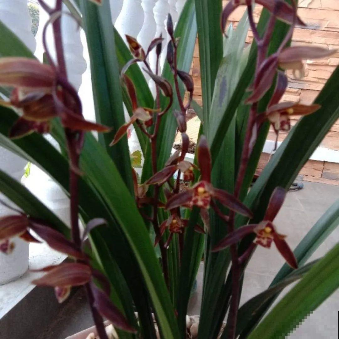 20到养花题，看看你能对几道，对一半就是大神