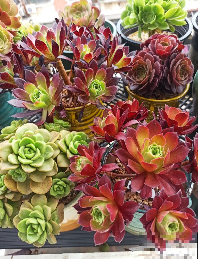 又到了法师最美的季节,个头大、颜色艳,比盆景都好看! 又到了法师最美的季节,个头大、颜色艳,比盆景都好看!