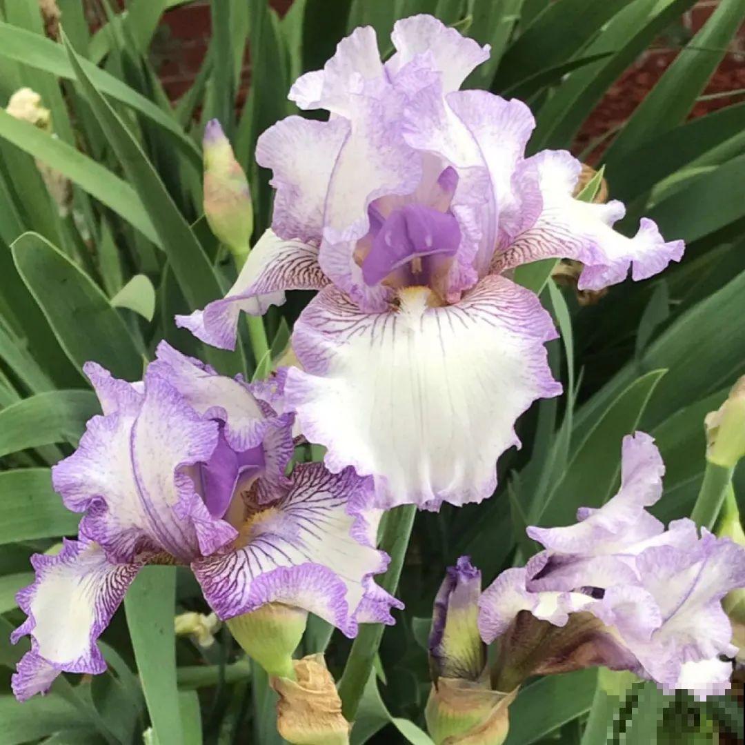 看图猜花名，100道题，测你的养花天分！