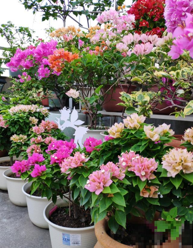 20平的小楼顶，养了100多盆三角梅，花团锦簇美不胜收！