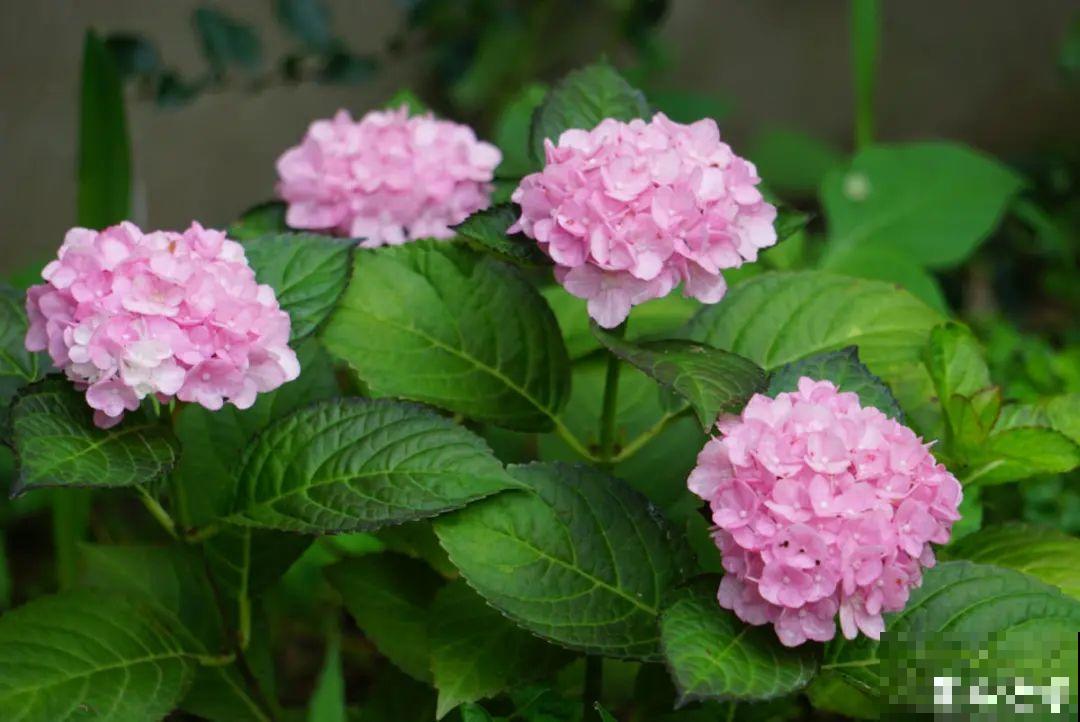 现在开始，这10种花不能剪，剪了开花难！