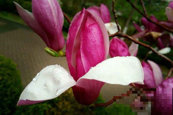 这些花都有一个共同的品种名,买花时,不要搞混了! 这些花都有一个共同的品种名,买花时,不要搞混了!