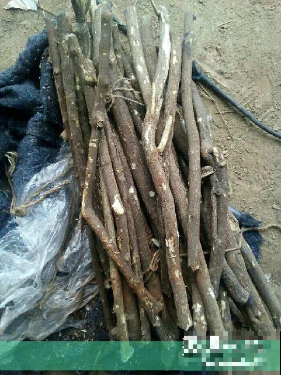 扦插有啥难？1根吸管，插活6盆花，太简单了！