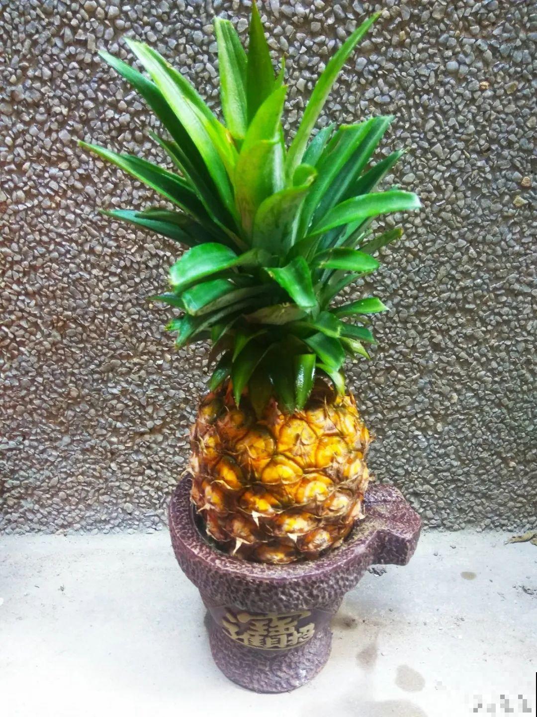 西红柿、玉米……埋土里，7天长成小森林，结出果子一大筐！