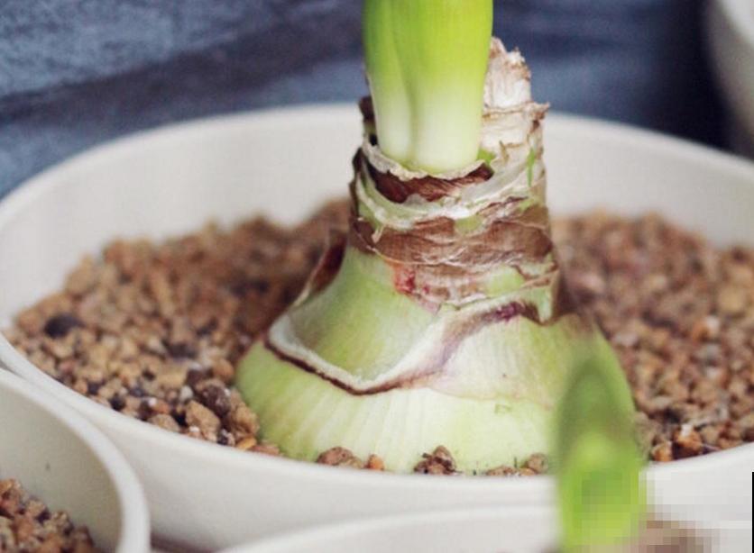 种朱顶红种球有讲究，6个错误常犯，看看你中了没！