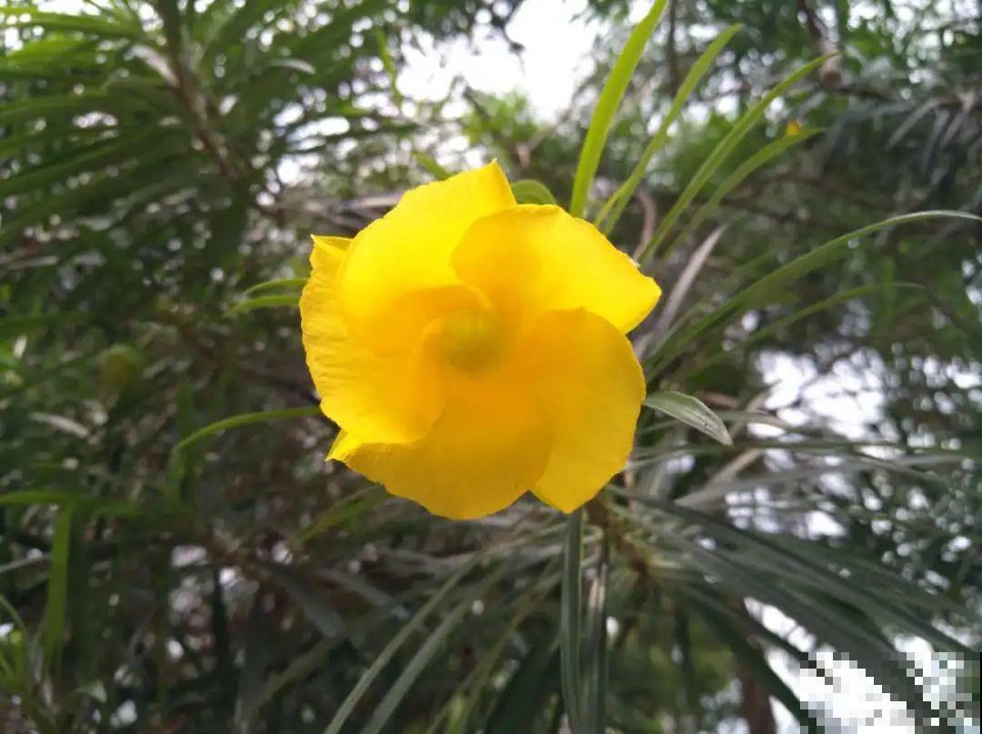 20种有毒花,出门别乱摘,有小孩的特别注意 20种有毒花,出门别乱摘,有小孩的特别注意