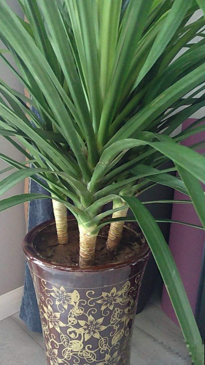 植物界的4种“老寿星”,抱回家一盆,养能养几十年! 植物界的4种“老寿星”,抱回家一盆,养能养几十年!