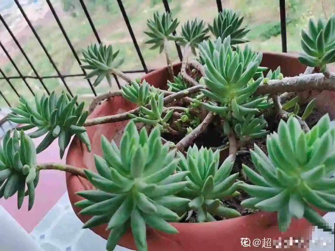 9月施肥季,这花赶紧贴秋膘,才能爆开花! 9月施肥季,这花赶紧贴秋膘,才能爆开花!