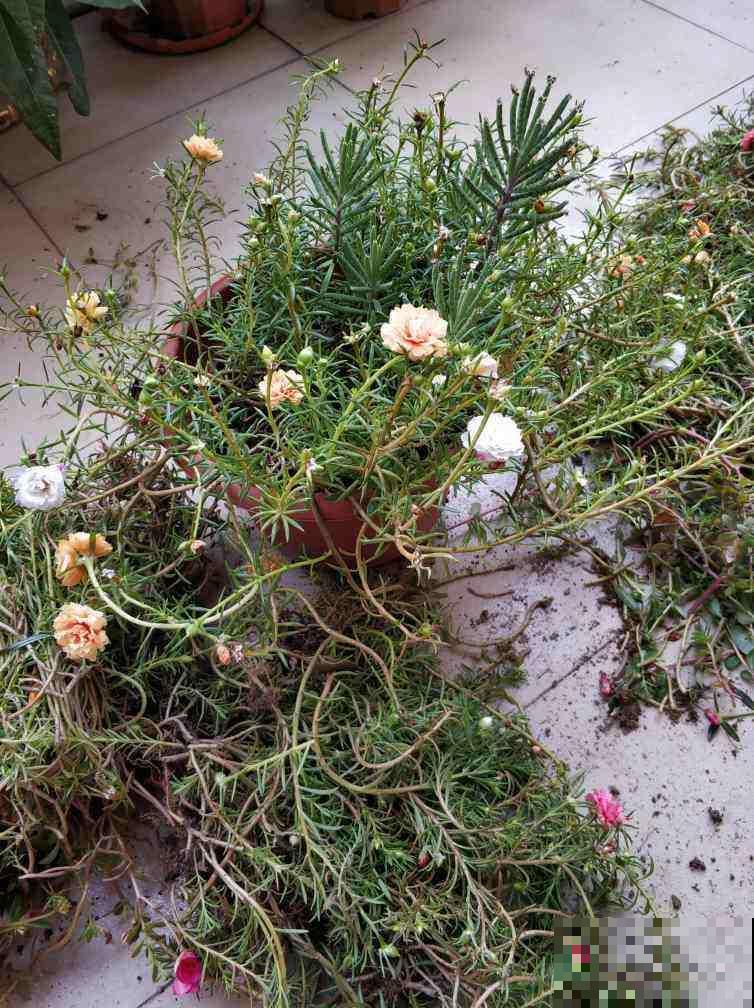 秋天养花,5个工作要提上日程,完了明年也不开花 秋天养花,5个工作要提上日程,完了明年也不开花