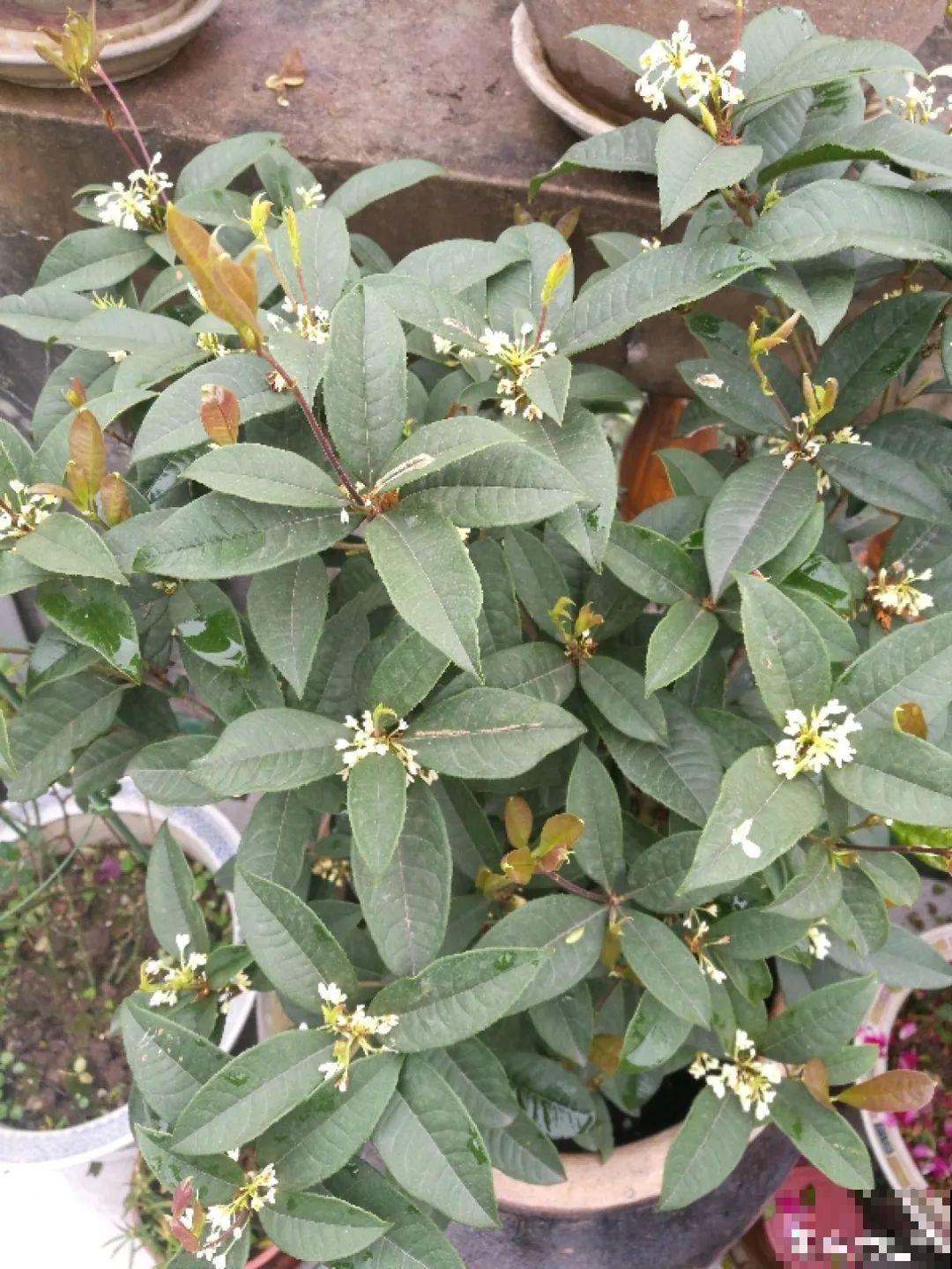 桂花秋天必须养，满树金黄，香飘四溢，不养吃亏了！