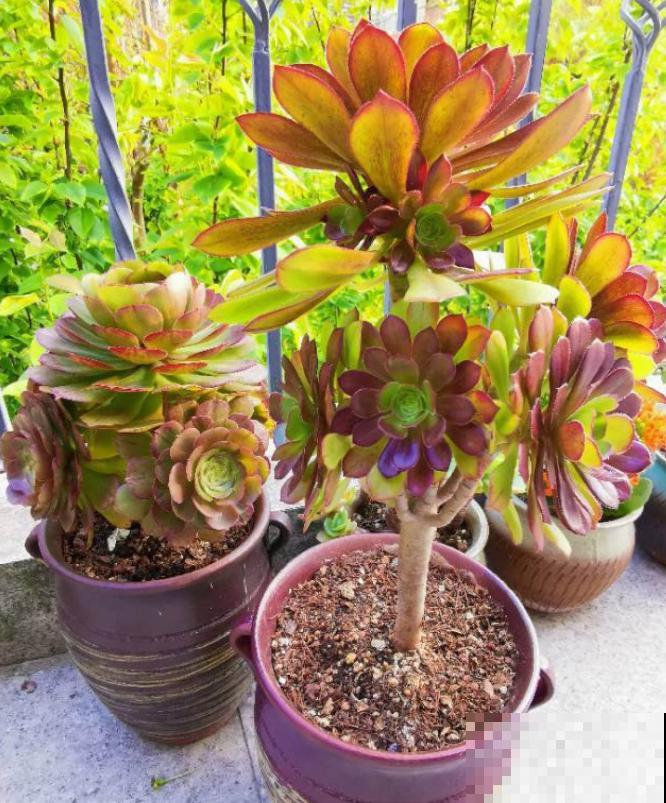 又到了法师最美的季节,个头大、颜色艳,比盆景都好看! 又到了法师最美的季节,个头大、颜色艳,比盆景都好看!