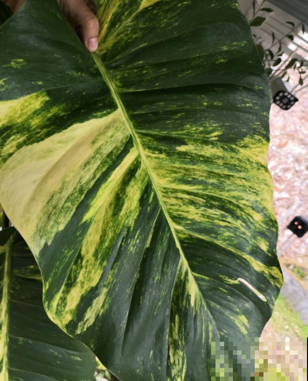 绿萝养久了,居然变成了龟背竹,还开背了? 绿萝养久了,居然变成了龟背竹,还开背了?