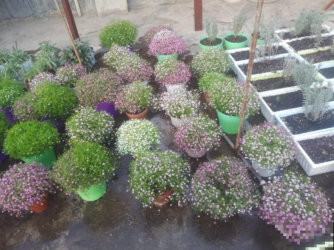 种花赚钱？要是有块地，真的发财了！