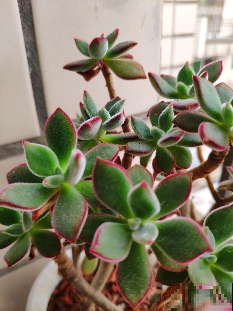 现在是多肉生长期，好养繁殖力强，入手超划算