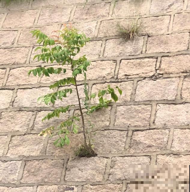 石缝间开出来的花,一点土都没有,生命力太强悍! 石缝间开出来的花,一点土都没有,生命力太强悍!