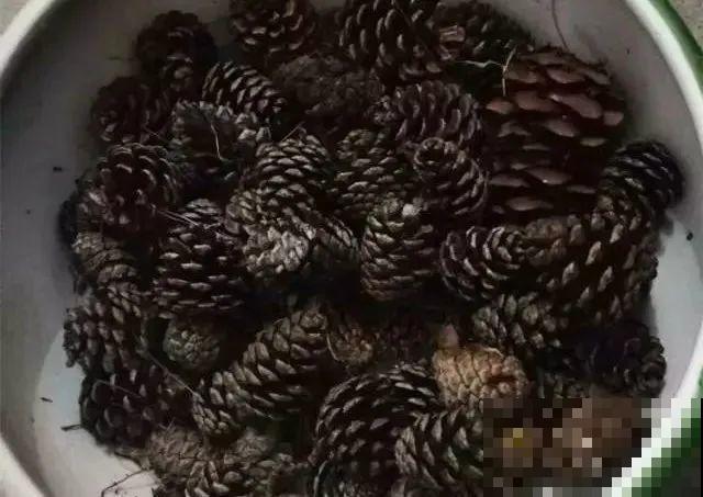 路边捡点松果，开水一烫来养花，透气不烂根！