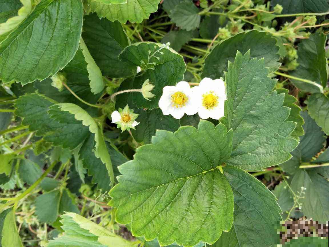 8种水果特常见,大部分人没见过开花,认识5种就是大神 8种水果特常见,大部分人没见过开花,认识5种就是大神