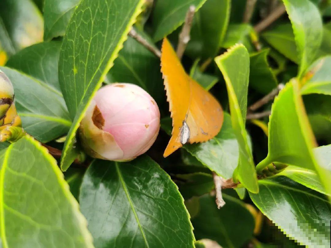 这种花苞要摘掉，不然全都开不了，花还会死！