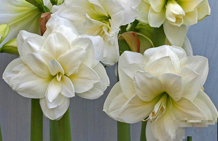 种朱顶红种球有讲究，6个错误常犯，看看你中了没！