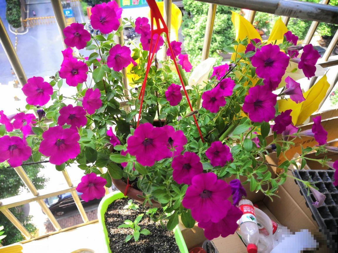 8种花,吊起来养,小阳台也能养成花园 8种花,吊起来养,小阳台也能养成花园